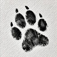 Left Chest Thumbnail